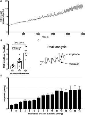 Preserved Adrenal Function After Lumbar Spinal Cord Transection Augments Low Pressure Bladder Activity in the Rat